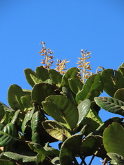 Weinmannia karsteniana