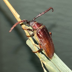 Prionus pocularis