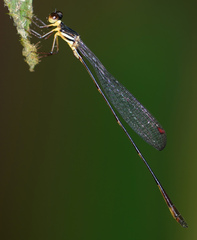 Drepanosticta actaeon