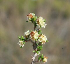 Cryptandra spyridioides