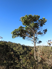 Weinmannia karsteniana