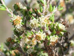 Cryptandra spyridioides