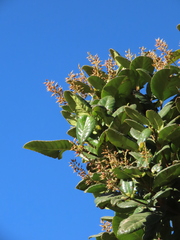 Weinmannia karsteniana