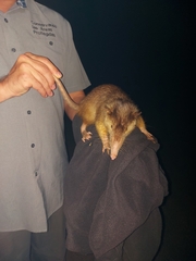 Solenodon paradoxus