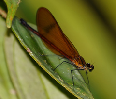 Matronoides cyaneipennis