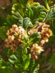 Lippia micromera