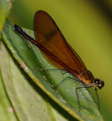 Matronoides cyaneipennis