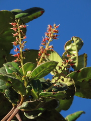 Weinmannia karsteniana