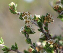 Cryptandra spyridioides