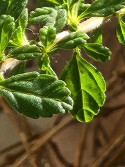 Lippia micromera