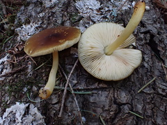 Pluteus vellingae