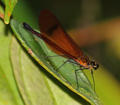 Matronoides cyaneipennis