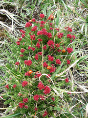 Rhodiola coccinea
