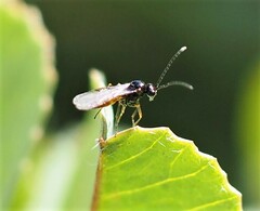 Aphidiinae