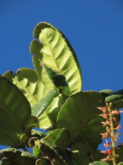 Weinmannia karsteniana