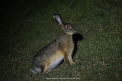 Lepus victoriae
