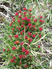 Rhodiola coccinea