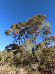 Weinmannia tomentosa