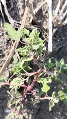 Chenopodium ficifolium