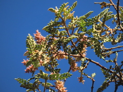 Weinmannia tomentosa