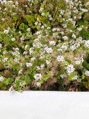 Pelargonium australe