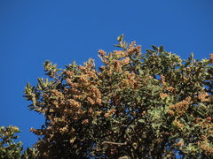 Weinmannia tomentosa