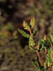 Weinmannia tomentosa