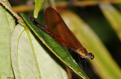 Matronoides cyaneipennis