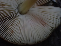 Pluteus vellingae