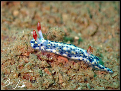 Hypselodoris infucata