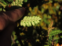 Weinmannia tomentosa