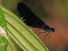 Matronoides cyaneipennis