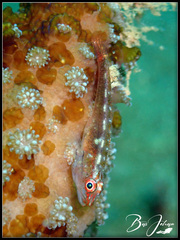 Bryaninops erythrops