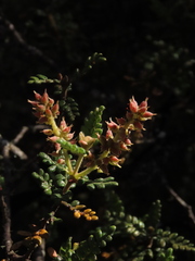 Weinmannia tomentosa
