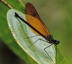 Matronoides cyaneipennis