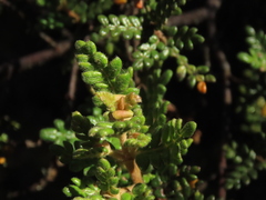 Weinmannia tomentosa