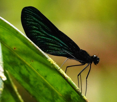 Matronoides cyaneipennis