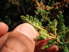 Weinmannia tomentosa