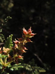 Weinmannia tomentosa