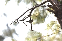 Phylloscopus borealis