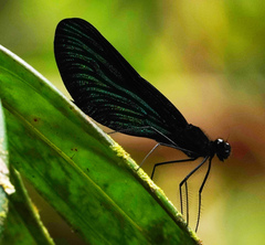 Matronoides cyaneipennis