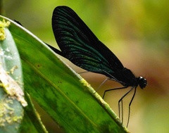 Matronoides cyaneipennis