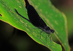 Matronoides cyaneipennis