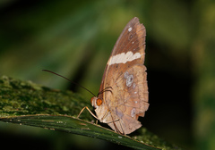 Xanthotaenia busiris