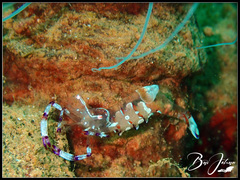 Ancylomenes speciosus