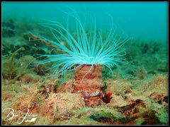 Ancylomenes speciosus