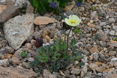 Papaver radicatum kluanense