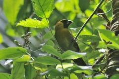 Caryothraustes poliogaster