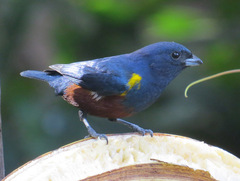 Euphonia pectoralis