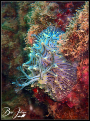 Halgerda willeyi
